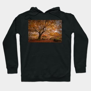 Beech Tree in Autumn Hoodie